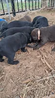 Clyde, a male Labrador Retriever for sale in Shelby, NC – 2 of 4