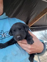 Sally, a female Labrador Retriever for sale in Shelby, NC – 4 of 4