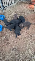 Max, a male Labrador Retriever for sale in Shelby, NC – 5 of 6