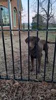 Max, a male Labrador Retriever for sale in Shelby, NC – 3 of 6