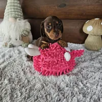 Coco, a female Miniature Dachshund for sale in White Springs, FL – 3 of 3