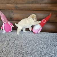 Maui , a female Maltipoo and Maltese for sale in White Springs, FL – Photo 2 of 3