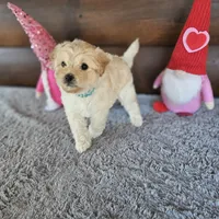 Maui , a female Maltipoo and Maltese for sale in White Springs, FL – Photo 1 of 3