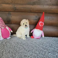 Maui , a female Maltipoo and Maltese for sale in White Springs, FL – Photo 3 of 3