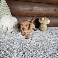 Nash, a male Miniature Dachshund for sale in White Springs, FL – 2 of 3