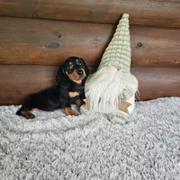 Benny, a male Dachshund and Miniature Dachshund for sale in White Springs, FL – 2 of 4