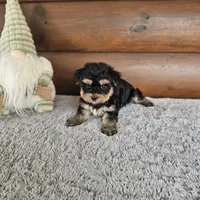 Bingo , a male Morkie for sale in White Springs, FL – Photo 3 of 4