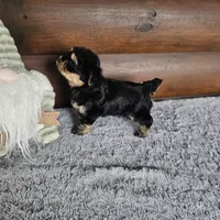 Bingo , a male Morkie for sale in White Springs, FL – Photo 4 of 4