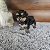 Bingo , a male Morkie for sale in White Springs, FL – Photo 2 of 4