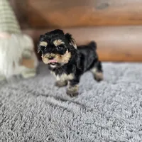 Bingo , a male Morkie for sale in White Springs, FL – Photo 1 of 4