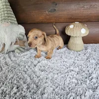 Nash, a male Miniature Dachshund for sale in White Springs, FL – 3 of 3