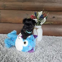 Luna , a female Yorkshire Terrier for sale in White Springs, FL – 3 of 4