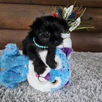 Luna , a female Yorkshire Terrier for sale in White Springs, FL – 4 of 4