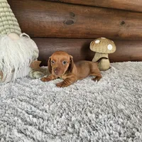 Denver, a male Miniature Dachshund for sale in White Springs, FL – 2 of 3