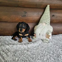 Benny, a male Dachshund and Miniature Dachshund for sale in White Springs, FL – 3 of 4