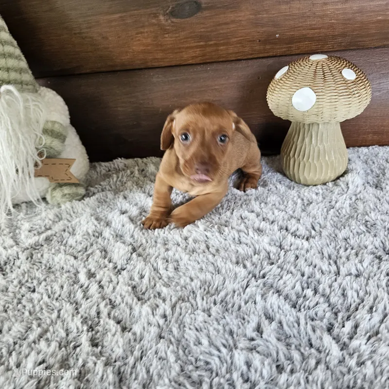 Denver – Miniature Dachshund puppy for sale in White Springs, FL