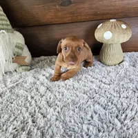 Denver, a male Miniature Dachshund for sale in White Springs, FL – 1 of 3
