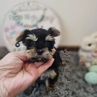 Pixie, a female Yorkshire Terrier for sale in White Springs, FL – Photo 3 of 3