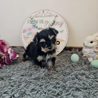 Pixie, a female Yorkshire Terrier for sale in White Springs, FL – Photo 2 of 3