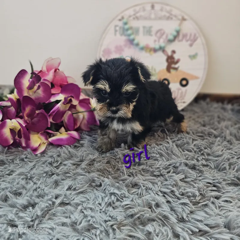Pixie – Yorkshire Terrier puppy on hold in White Springs, FL