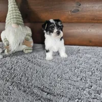 Benny , a male Morkie for sale in White Springs, FL – Photo 2 of 3