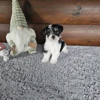 Benny , a male Morkie for sale in White Springs, FL – Photo 3 of 3