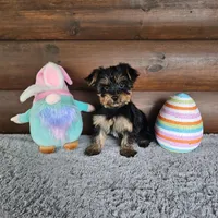 Denver, a male Yorkshire Terrier and Morkie for sale in White Springs, FL – Photo 4 of 4
