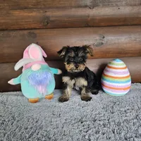 Denver, a male Yorkshire Terrier and Morkie for sale in White Springs, FL – Photo 3 of 4
