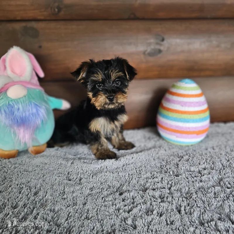 Denver – Yorkshire Terrier, Morkie puppy for sale in White Springs, FL
