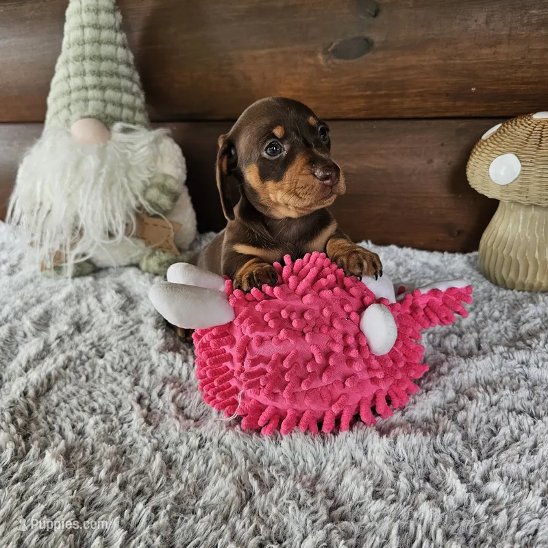 Coco – Miniature Dachshund puppy for sale in White Springs, FL