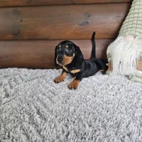 Benny, a male Dachshund and Miniature Dachshund for sale in White Springs, FL – 4 of 4
