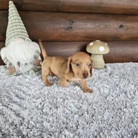 Nash, a male Miniature Dachshund for sale in White Springs, FL – 1 of 3