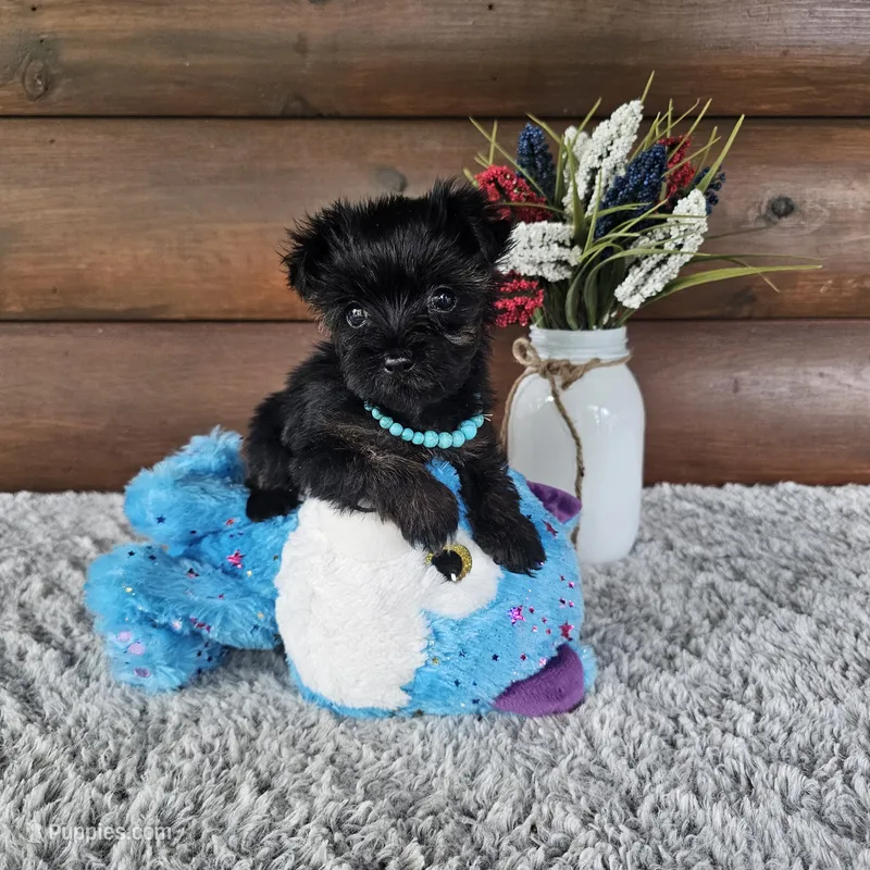 Luna  – Yorkshire Terrier puppy for sale in White Springs, FL