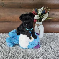 Luna , a female Yorkshire Terrier for sale in White Springs, FL – 1 of 4