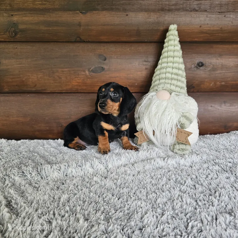 Benny – Dachshund, Miniature Dachshund puppy on hold in White Springs, FL