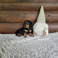 Benny, a male Dachshund and Miniature Dachshund for sale in White Springs, FL – 1 of 4
