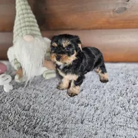 Bella, a female Morkie for sale in White Springs, FL – Photo 4 of 4