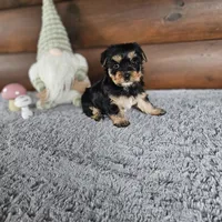 Bella, a female Morkie for sale in White Springs, FL – Photo 3 of 4