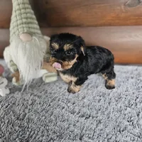 Bella, a female Morkie for sale in White Springs, FL – Photo 2 of 4