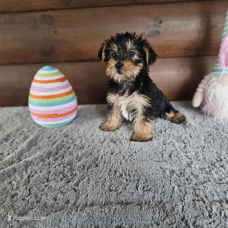 Barkley – Yorkshire Terrier, Morkie puppy for sale in White Springs, FL