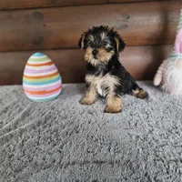 Barkley, a male Yorkshire Terrier and Morkie for sale in White Springs, FL – Photo 1 of 3