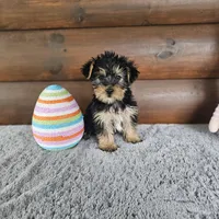 Barkley, a male Yorkshire Terrier and Morkie for sale in White Springs, FL – Photo 3 of 3