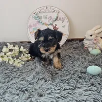 Barkley, a male Yorkshire Terrier for sale in White Springs, FL – Photo 3 of 3