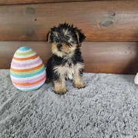 Barkley, a male Yorkshire Terrier and Morkie for sale in White Springs, FL – Photo 2 of 3
