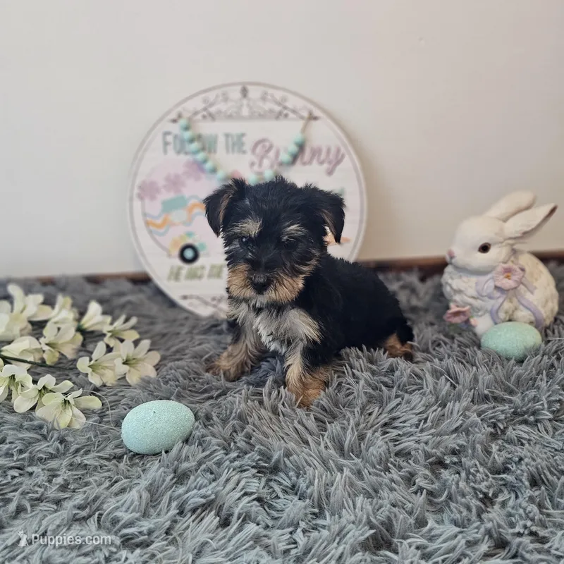 Barkley, a male Yorkshire Terrier for sale in White Springs, FL – Photo 1 of 3