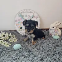 Barkley, a male Yorkshire Terrier for sale in White Springs, FL – Photo 1 of 3