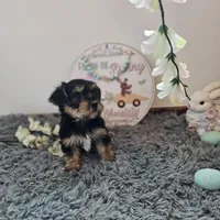 Barkley, a male Yorkshire Terrier for sale in White Springs, FL – Photo 2 of 3