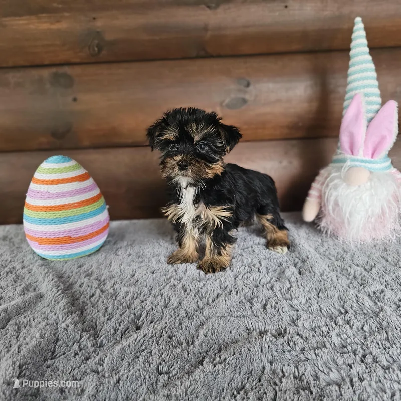 Cade – Yorkshire Terrier, Morkie puppy for sale in White Springs, FL