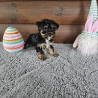 Cade, a male Yorkshire Terrier and Morkie for sale in White Springs, FL – Photo 3 of 3