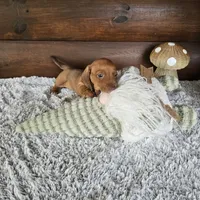 Denver, a male Miniature Dachshund for sale in White Springs, FL – 3 of 3